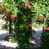 Trumpet Vine